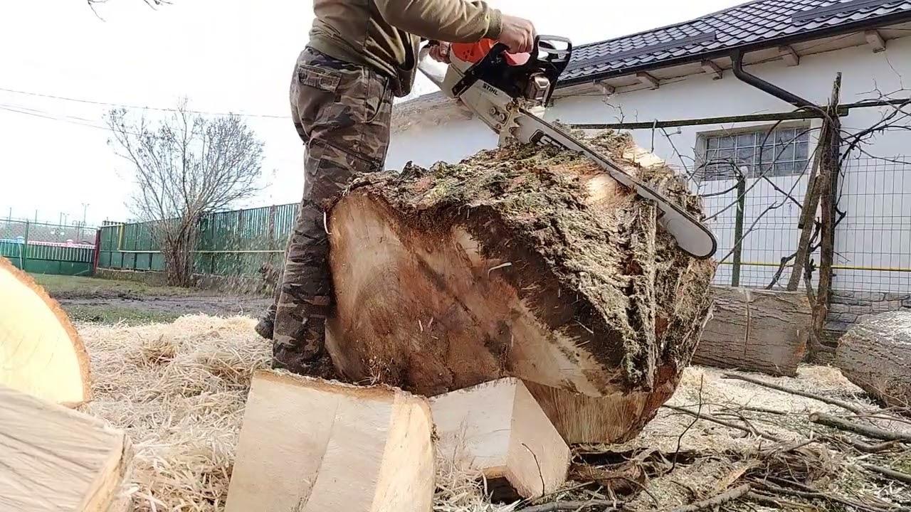 Butuc de tei, verde. Stihl Ms 462 cu șină de 63 cm