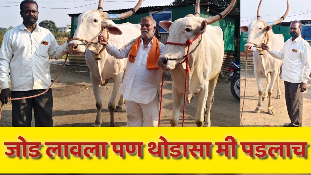 श्री अमोल दादा शिंनगारे रा कुडाळ यांची नविन खरेदी नाद खिल्लार 🚩🚩