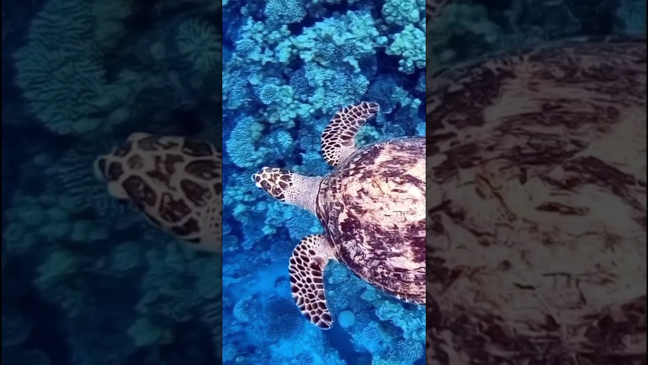 How Temperature Decides Turtle Gender 🐢