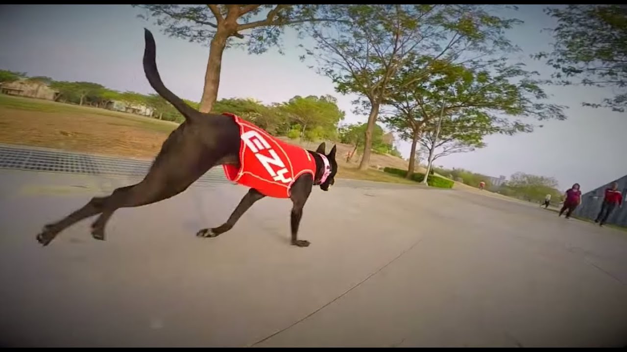 Formosan Mountain Dog - Lady enjoys running!!