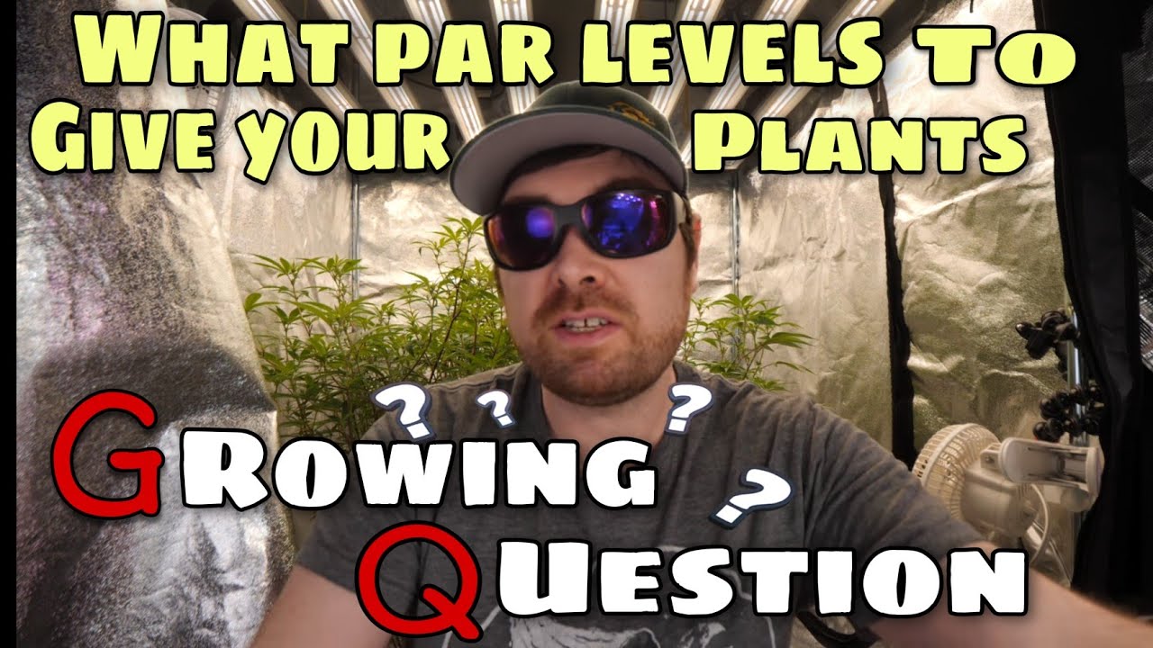 GROWING QUESTIONS - WHAT PAR LEVELS TO GIVE YOUR PLANTS?