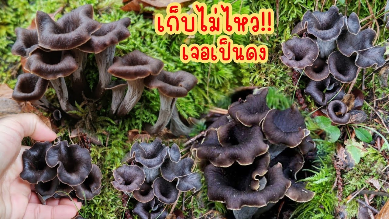 กรี๊ด!!​ เจอดงเห็ด​แตรดำ​ เยอะจนเก็บไม่ไหว.​Ep152|2024