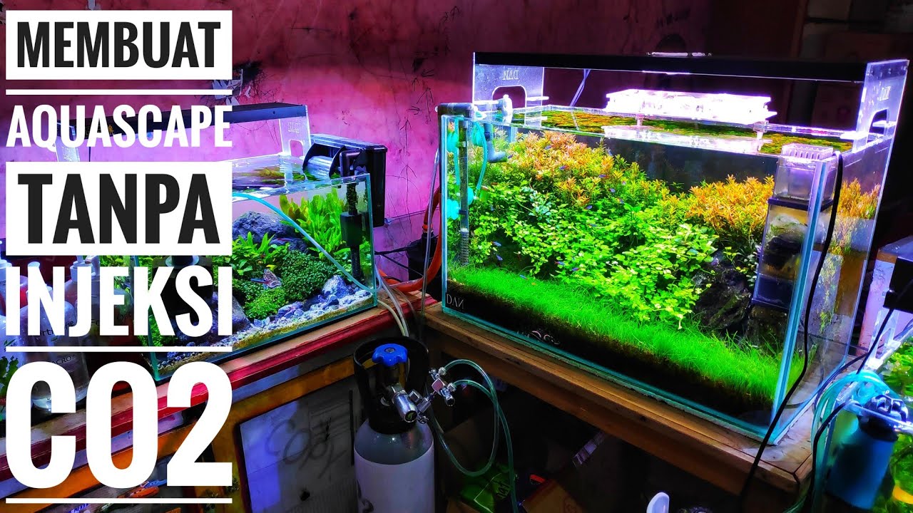#148 Update Aquascape tanpa injeksi co2 setelah 85 hari