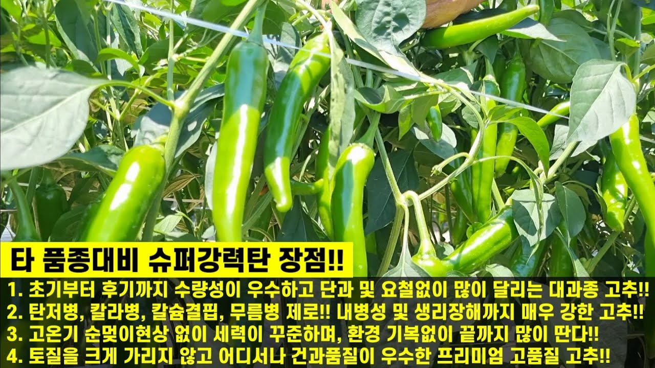 [슈퍼강력탄고추]과형이 균일하고 우수한 복합내병계 스타품종!!  단위면적대비 수량성이 월등한 슈퍼강력탄!!(경북 안동시 풍산읍 박재하님)