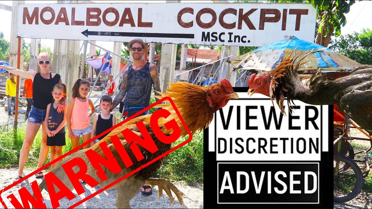Would you go COCKFIGHTING? MOALBOAL, Philippines (2020 Sabong)