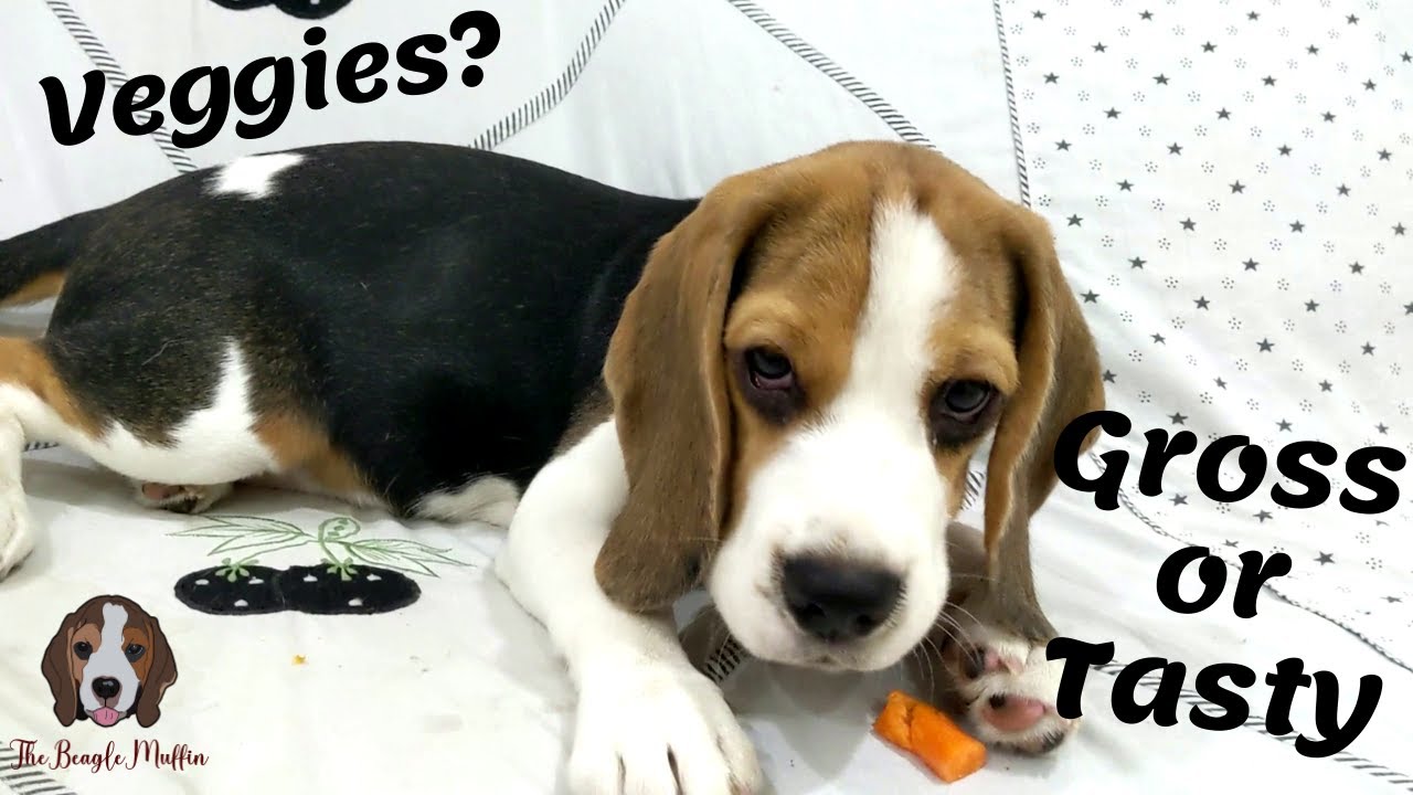 Dog Reviews Food | Muffin Taste Test | TheBeagleMuffin