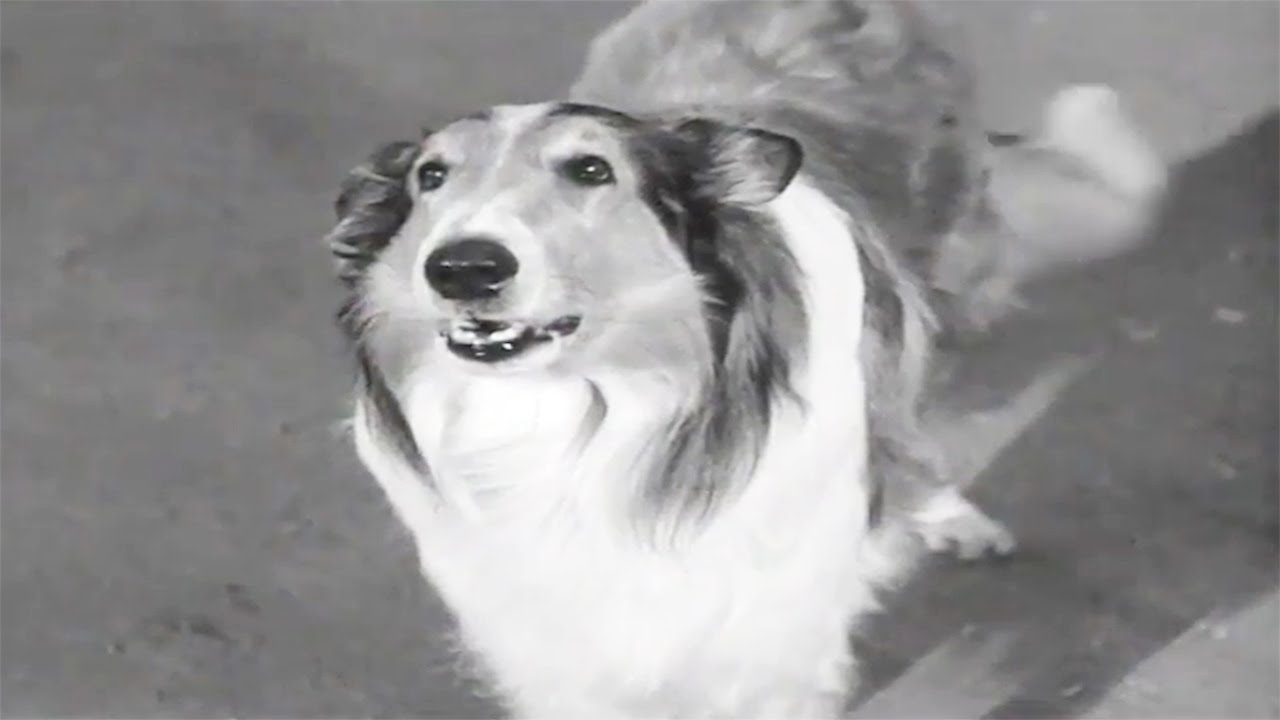 Lassie | The Charm | Lassie English Full Episodes  🐕
