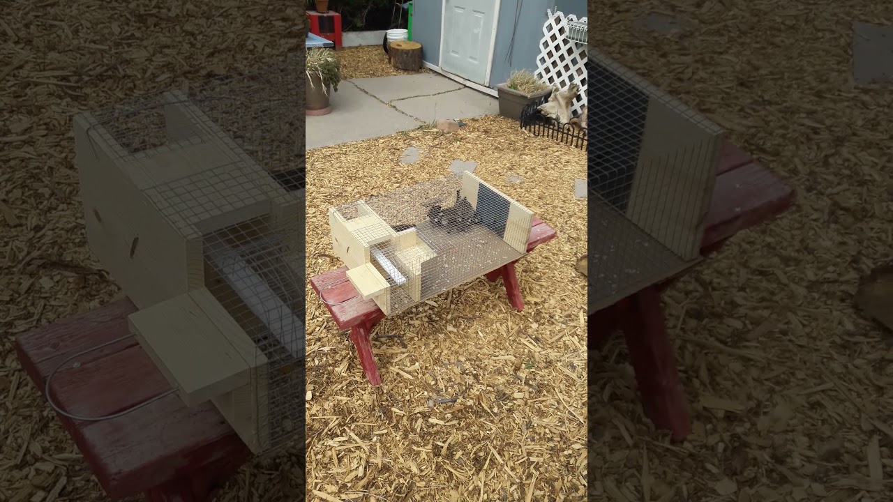 Self Repeating Sparrow Trap - Day 1 Review