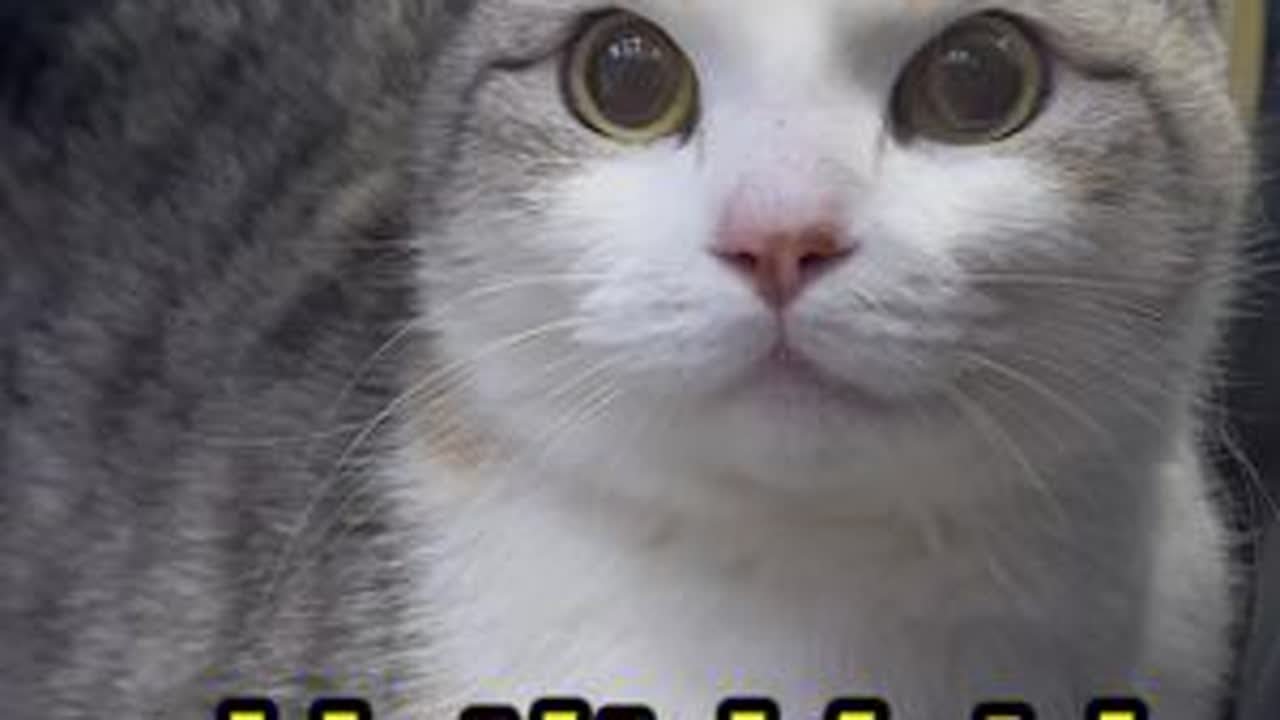 温馨提示，猫咪绝育一定要查心超#猫咪绝育 #卷耳猫花卷 #肥厚型心肌病 #猫咪心脏病 #捡了个猫