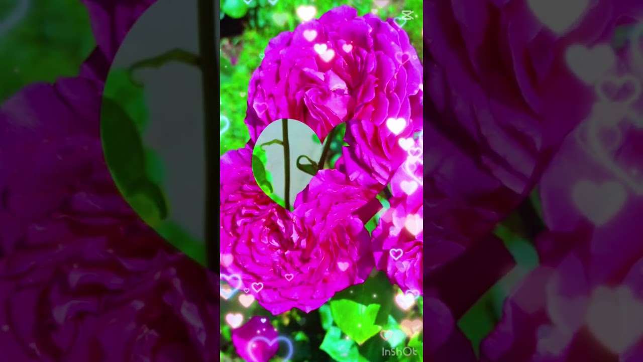 Ծաղիկների կախարդանքը 🌺Subscribe for more videos ❤️