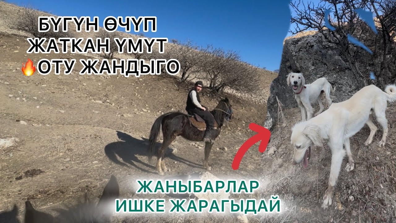 10.01.2025 Көк чай ичип, Семичкадан чагып олтуруп көрүңүз✅