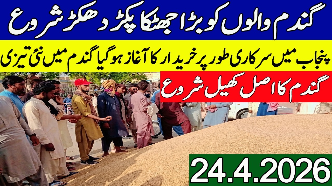 New Gandum Rates Today || Wheat Price Today || Gundam kay Rates 2026