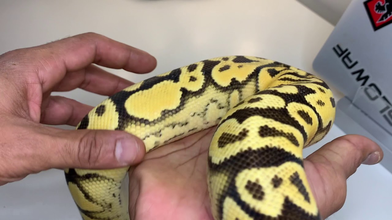 Just Another One Of Those #SLEEPERGENES.... The LACE Ball Python!!!
