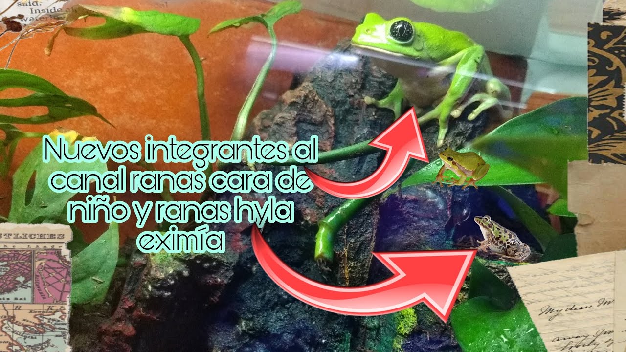 Nuevos integrantes al canal ranas hyla eximía y cara de niño