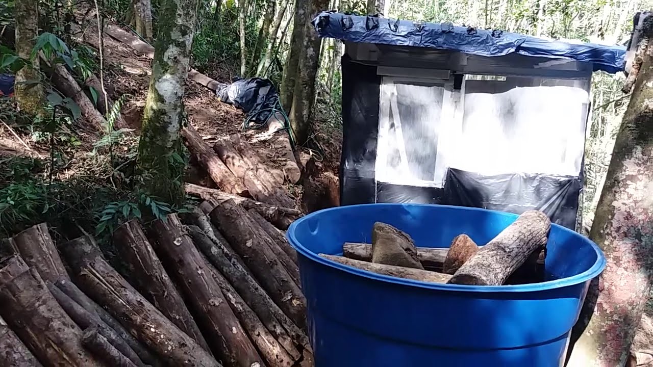 Cultivo de cogumelos orgânicos shitake em toras de eucalipto. O Bosque