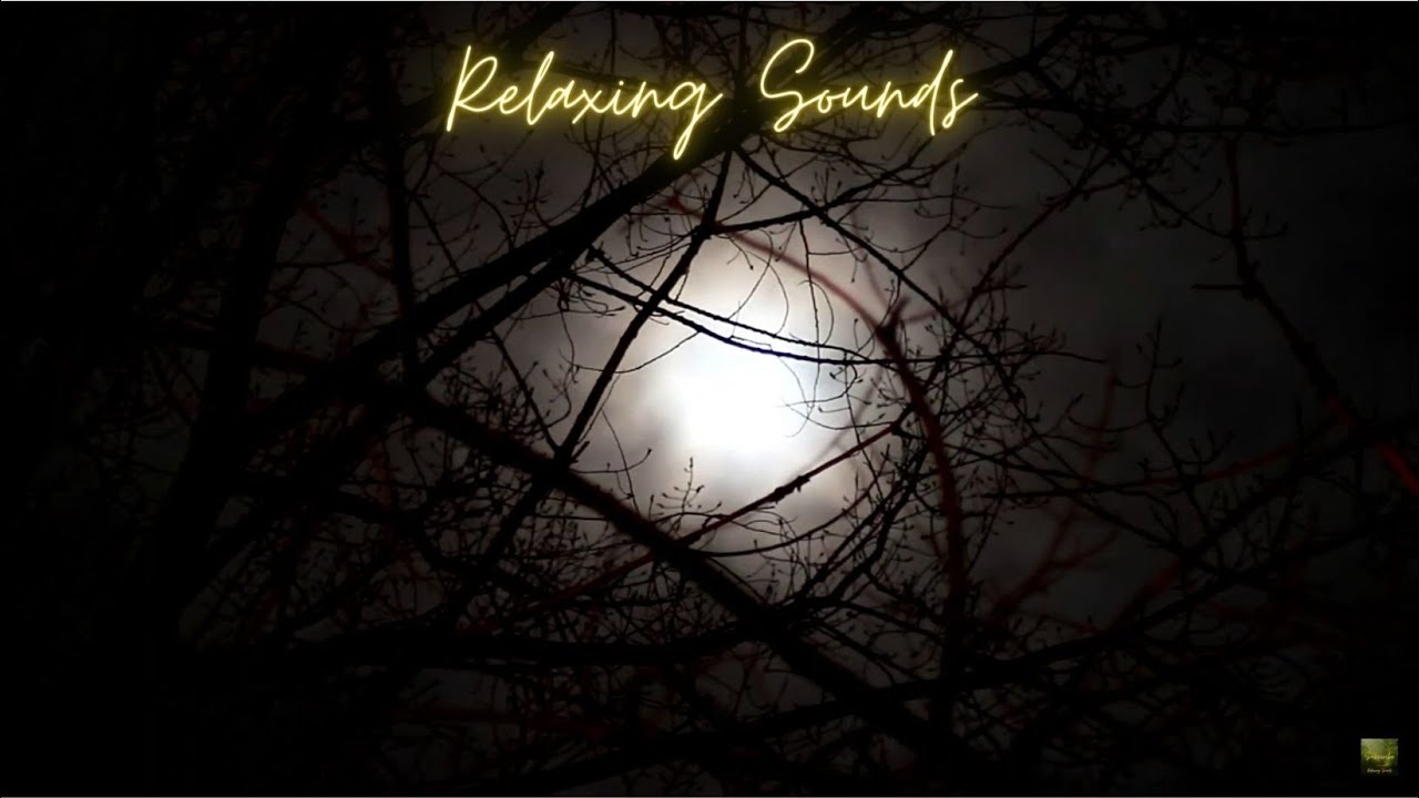 Gruselmusik, gruselige Ger&auml;usche, Horror, Werwolf, Vollmond, Wolfsgeheul bei Nacht, nachts im Wald