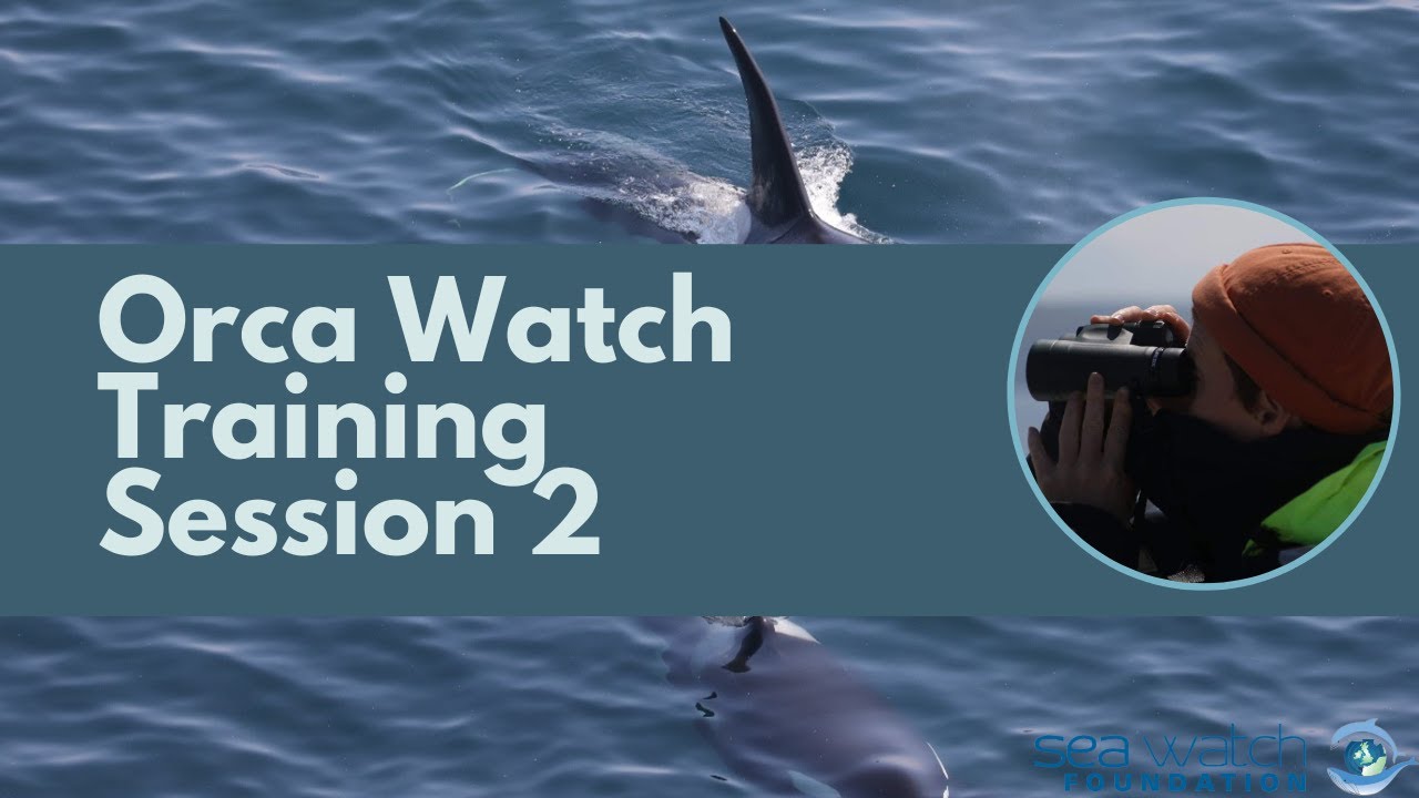 Orca Watch 2022 Training Session 2