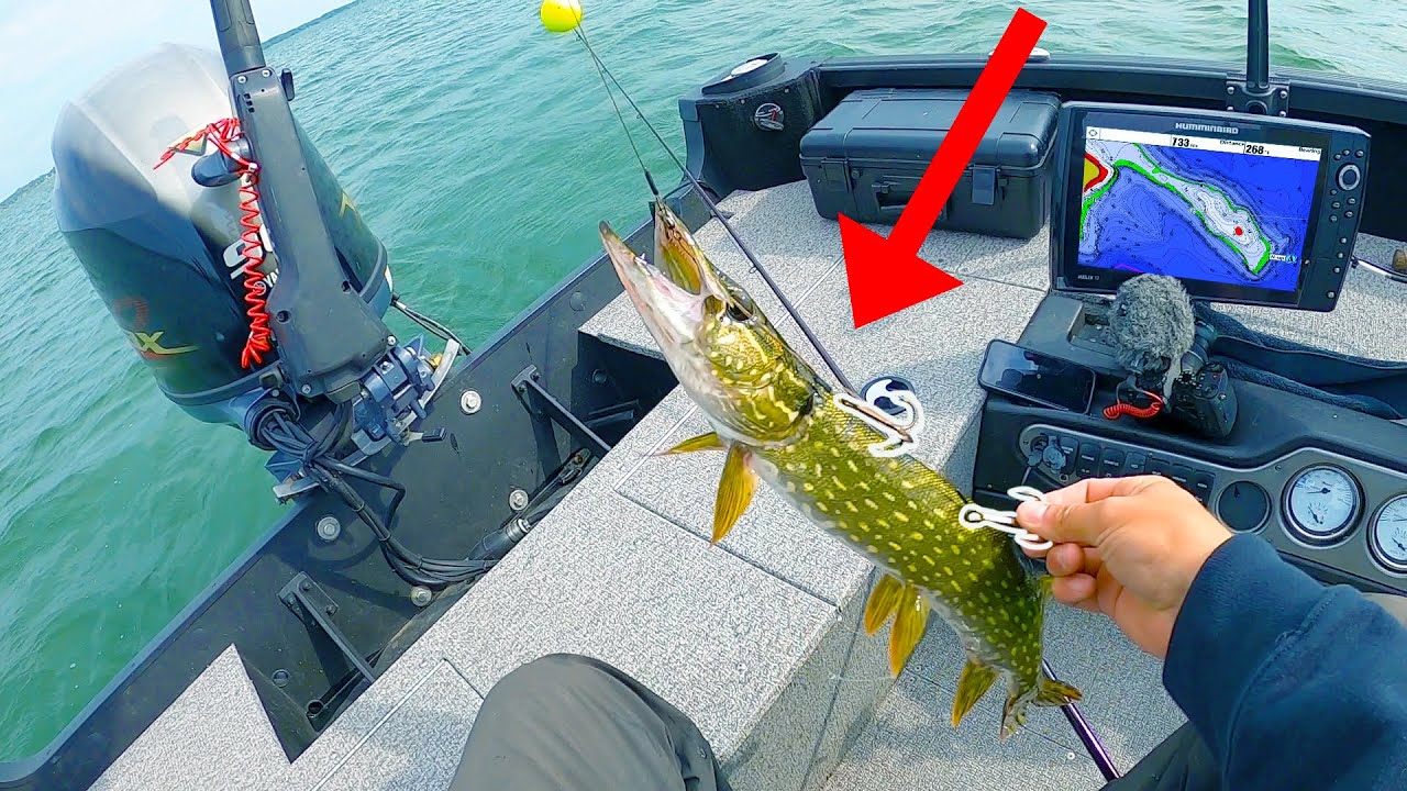 Using Northern PIKE for MUSKY BAIT!?