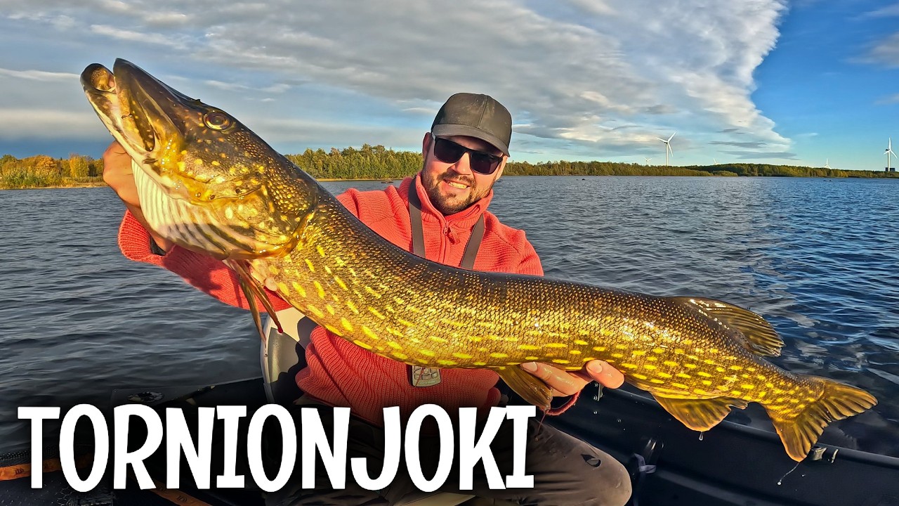 HAUKIKALASSA TORNIONJOELLA - TALVEKSI MUONAVAROJA