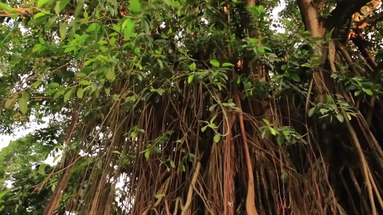 Video Angkatan | SMAN 2 Bandung 2015