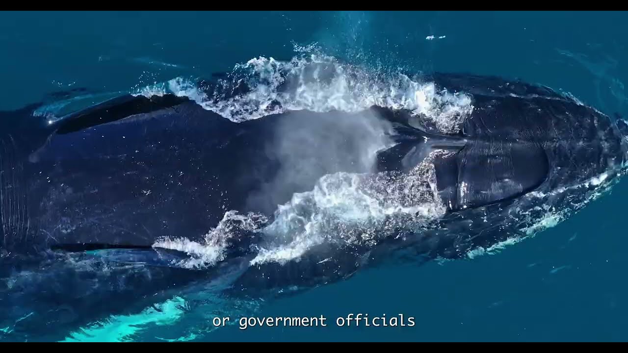 NIMTF Ocean Advocates (with subtitles)