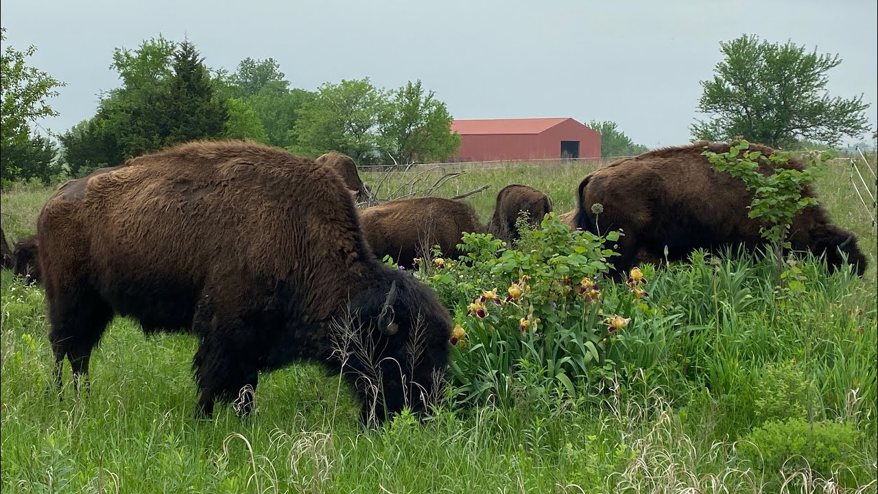Mob Grazing Buffalo￼, How to Set Up Corners￼