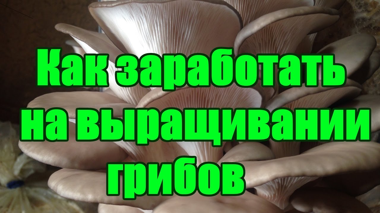 КАК ЗАРАБОТАТЬ НА ВЫРАЩИВАНИИ ГРИБОВ (ВЕШЕНКА)