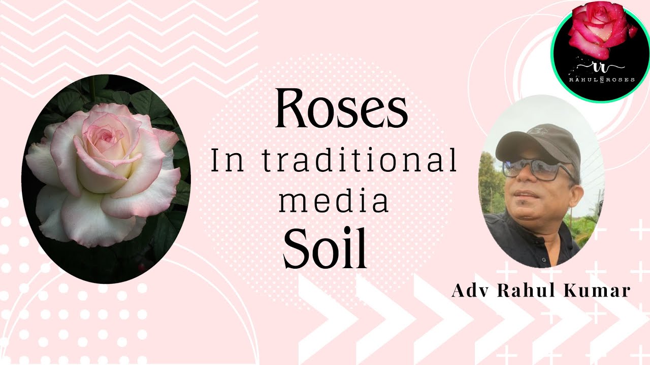 मिटटी में आसानी से अच्छे ग़ुलाब कैसे ग्रो करे /Learn How To Grow Roses In Our Traditional Media Soil