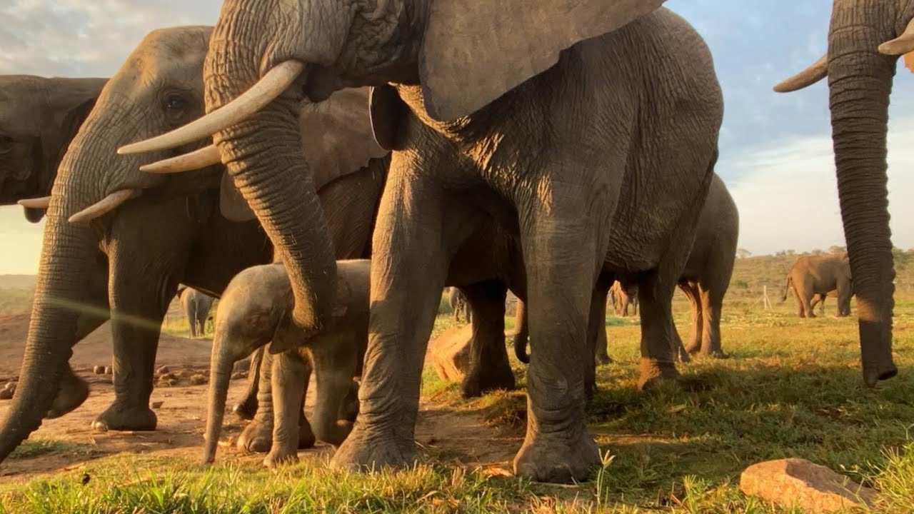 Khanyisa meets Tokwe, the Matriarch of the Jabulani Herd