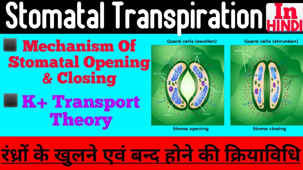 Mechanism Of Stomata Opening And Closing In Hindi/रंध्रों के खुलने एवं बन्द होने की क्रियाविधि