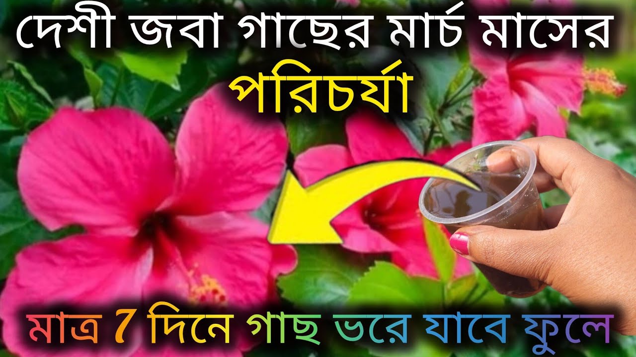 দেশী জবা গাছের অমৃত তরল খাবার/Hibiscus flower plant care/Homemade fertilizer for hibiscus plant. 