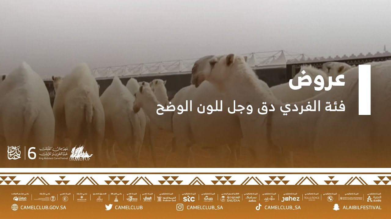 عروض فئة الفردي دق وجل للون الوضح ضمن مسابقات #مهرجان_الملك_عبدالعزيز_للإبل6