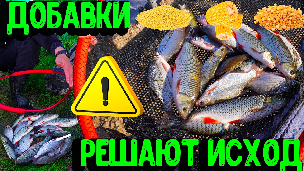 ГОЛАВЛЬ ДУРЕЕТ ОТ ЭТОЙ ДОБАВКИ.ДОБАВИЛ ЭТО В ПРИКОРМКУ И НАЧАЛОСЬ.РЫБАЛКА НА ОКЕ 13 СЕНТЯБРЯ.