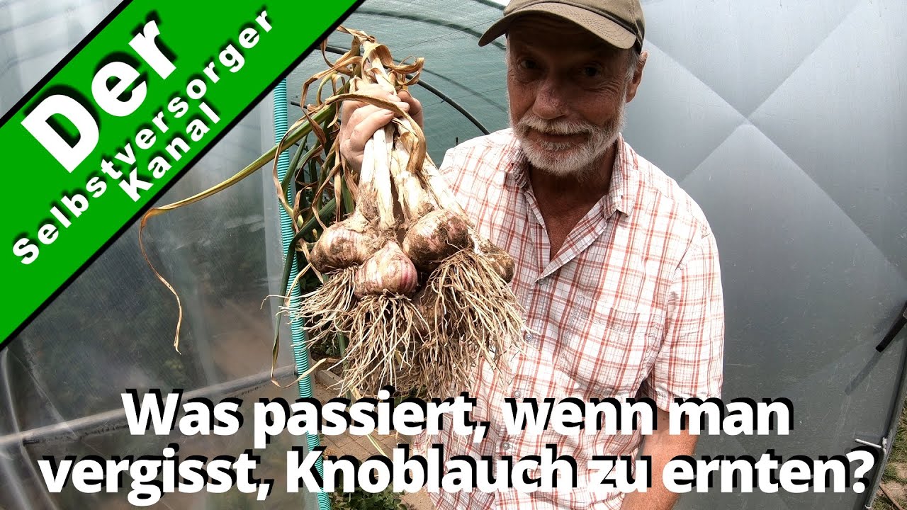 Was passiert, wenn man Knoblauch vergisst zu ernten?