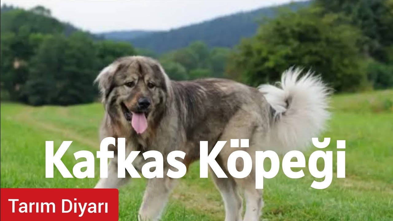 Kafkas Çoban Köpeği Özellikleri #1
