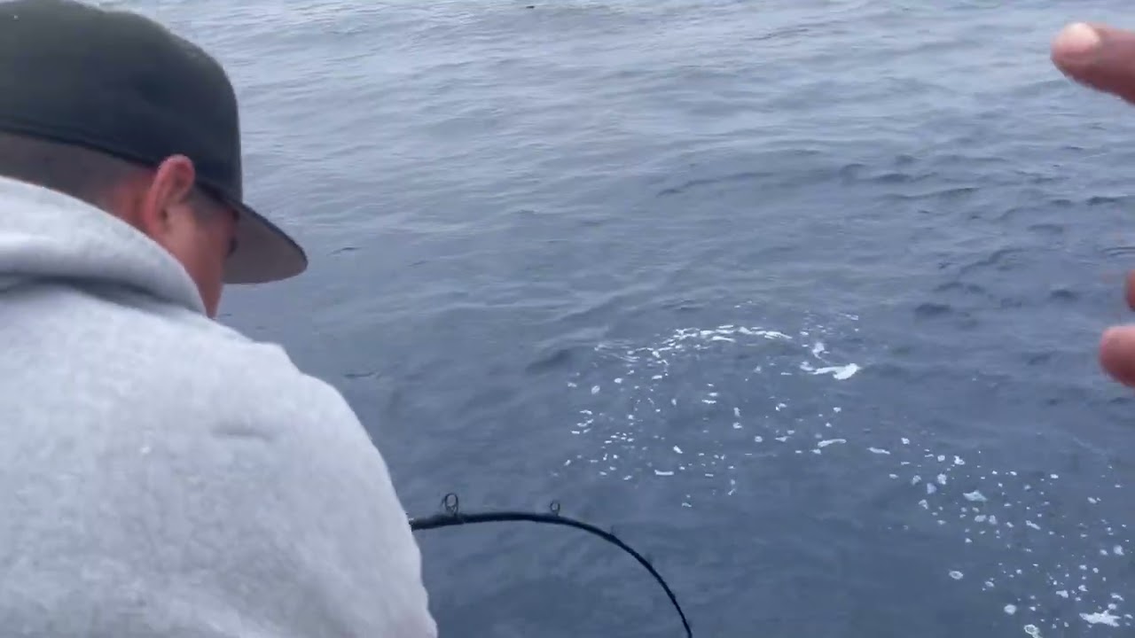 Losing Big Bluefin