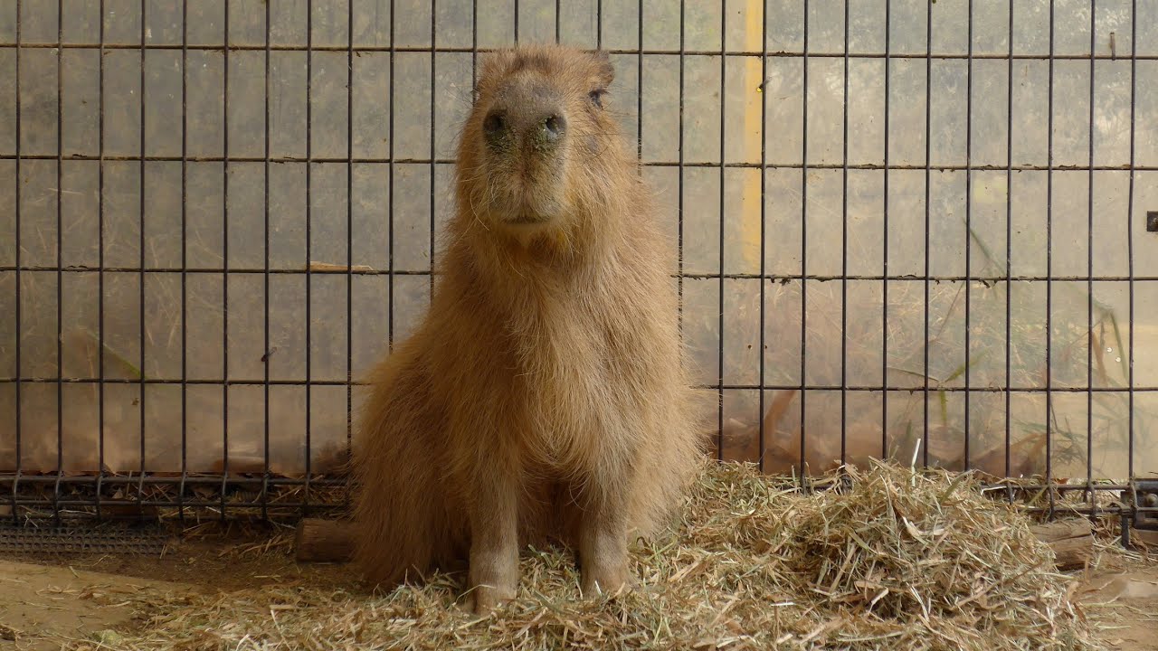2020 02 20　コマリ、12歳を超えました  コマリと最後に会った日 　～埼玉県こども動物自然公園のカピバラ～
