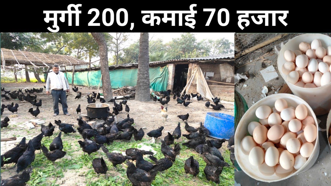 मात्र 200 कड़कनाथ मुर्गी से 70 हज़ार कमाया | Desi Murgi Palan