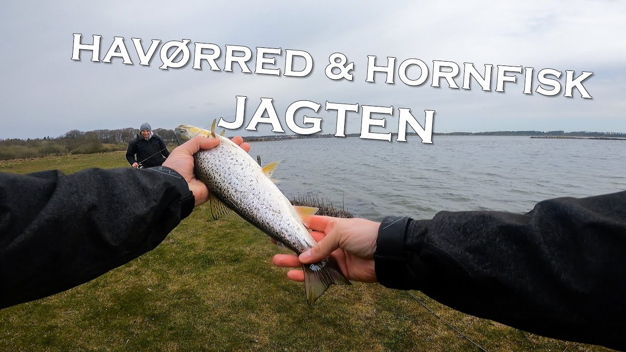 Havørred & Hornfisk  jagt i Mariagerfjord - Catch & Cook!  🎣🐟