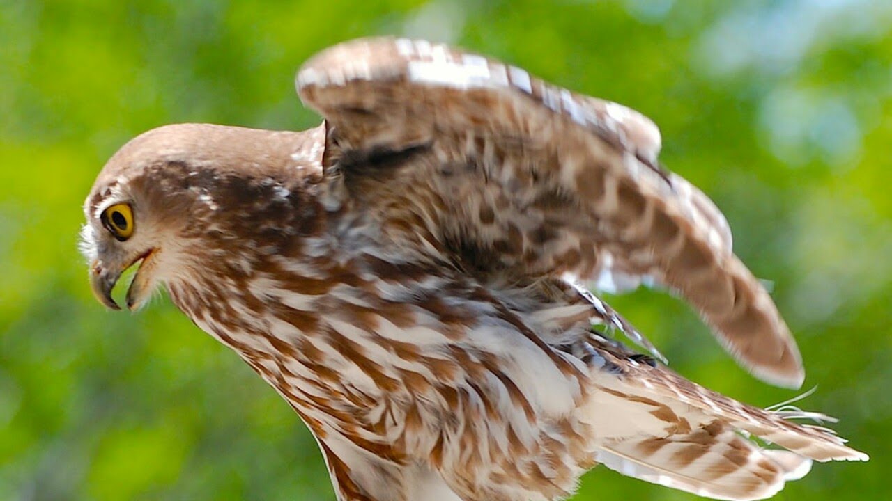Hawk screech sound