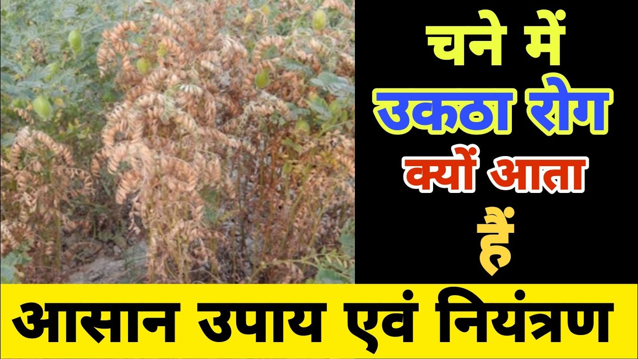चने में उकठा रोग क्यों आता है || उकठा रोग का नियंत्रण कैसे करें || क्या है चने का उकठा रोग