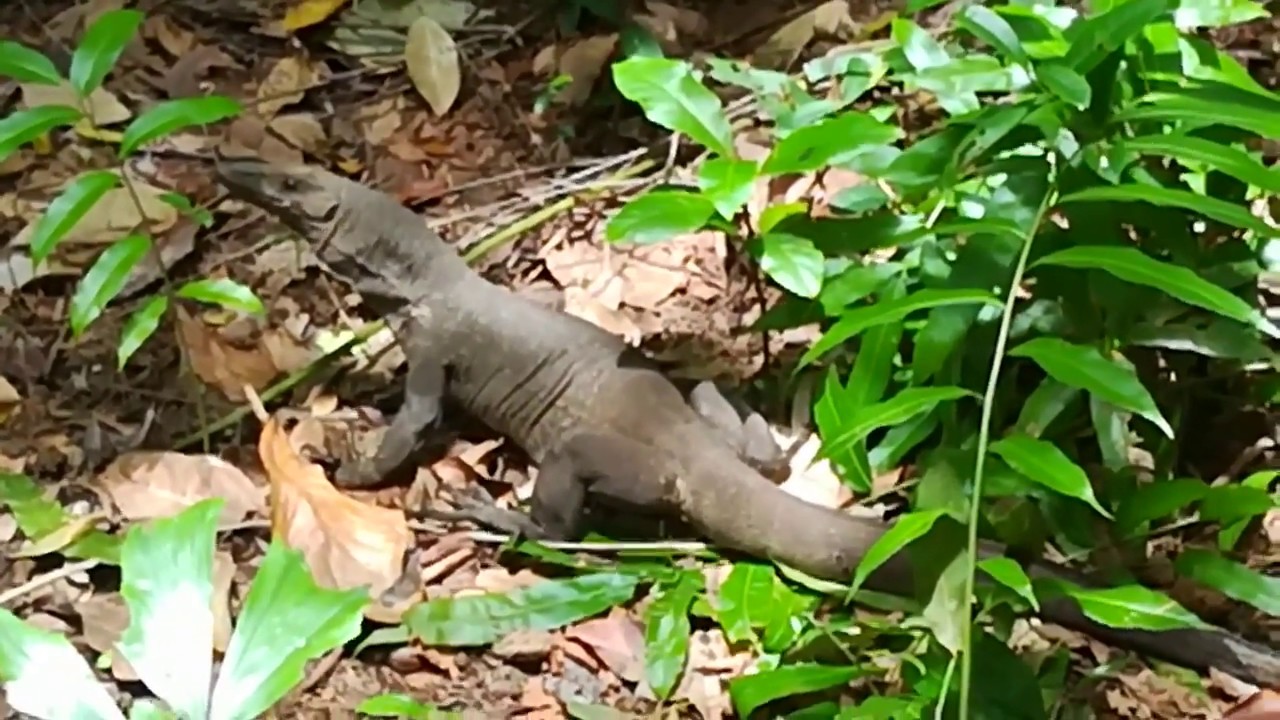 Monitor Lizard (ഉടുമ്പ്) eats Egg in Forest | Giant Lizard | Animal Planet | HD