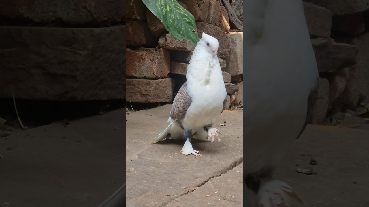 Butterfly Satinnate Kabutar 😍 Fancy Pigeons 🕊 #whatsappstatus #shorts