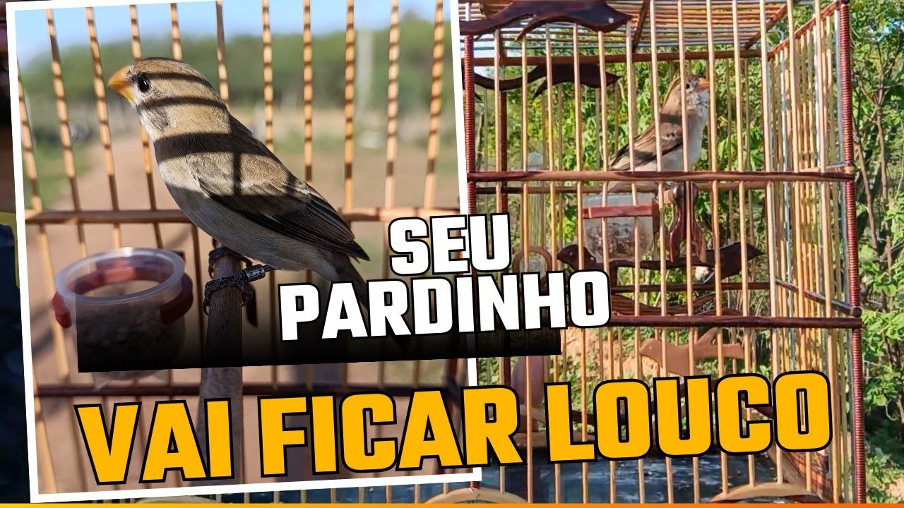 melhor manejo para Pardinho