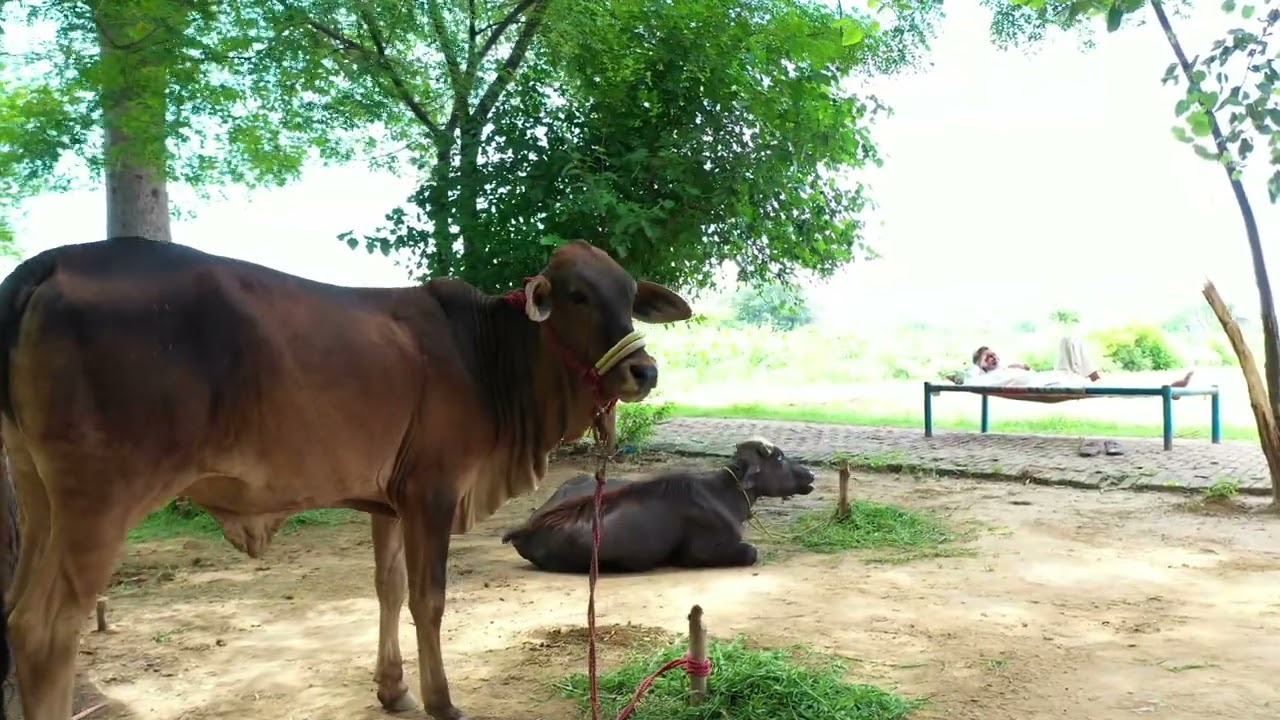 Beautiful Village in Gujrat - Chechian Punjab Pakistan - 4K Drone View