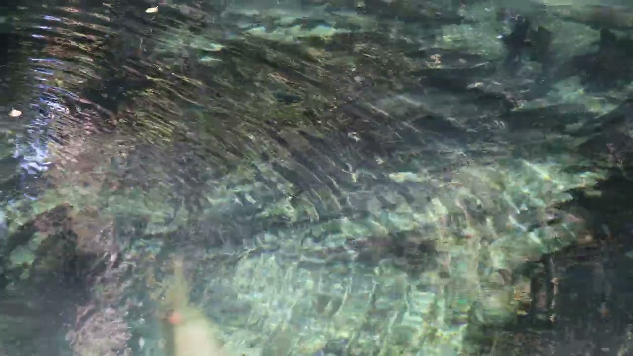 Salmon in a creek