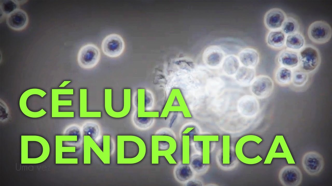 Células Dendríticas em ação
