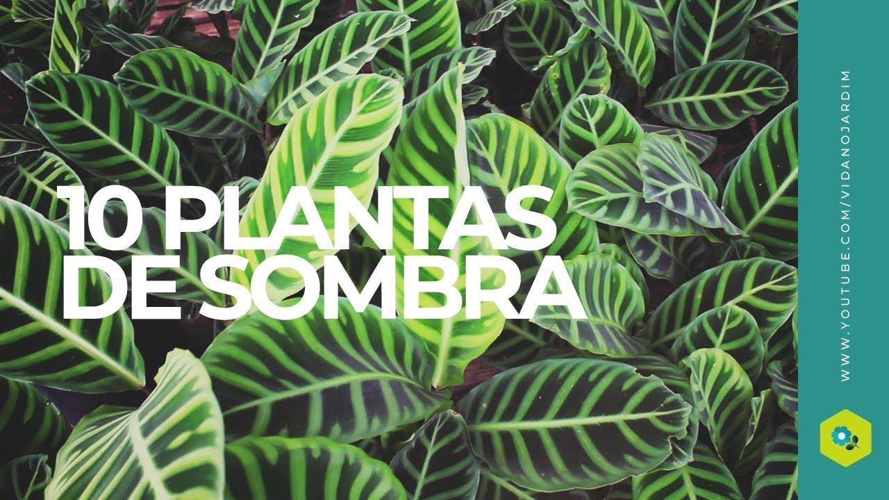 10 plantas de SOMBRA