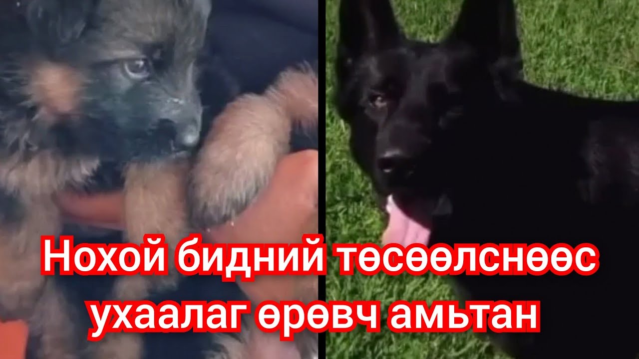 Канадыг донсолгосон түүх. Амьтад бидэнтэй ярилцахыг хүсдэг. Mongol duu kino кино дуу шинэ 2023
