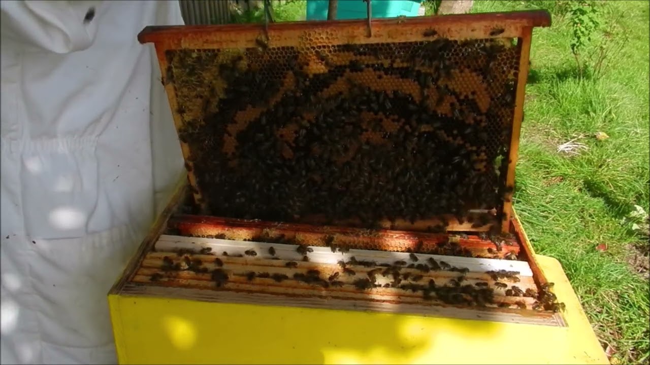 Pose de la hausse le 15 mars ruche forte abeilles noires Technique pour garder le couvain au chaud